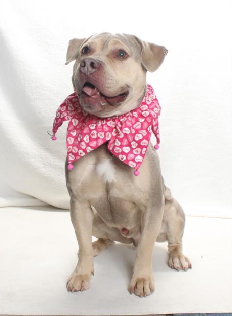 Enlarge FACE, a Adoptable Pit Bull Terrier in Burbank, CA image 1/1