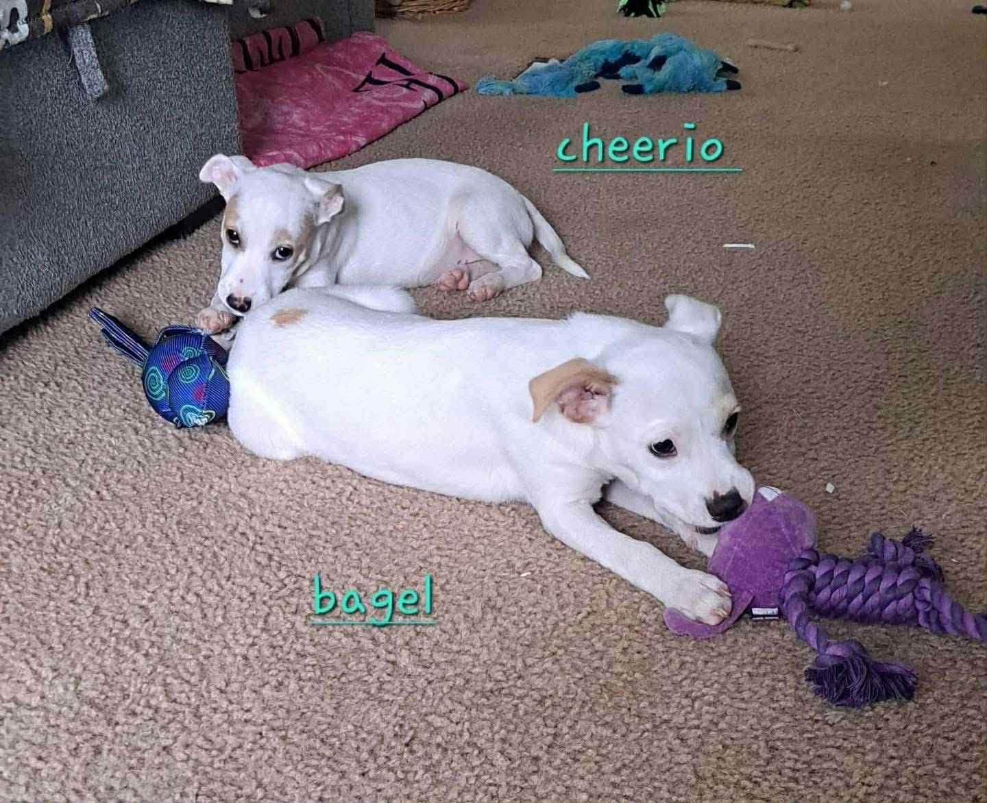 Enlarge Cheerio and Bagel, a Adoptable mixed breed in Boston, MA image 2/5