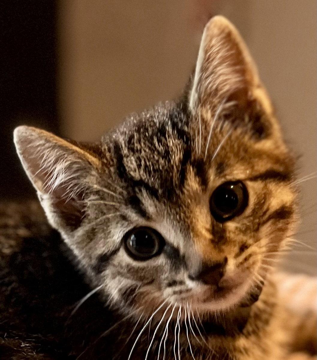HEMLOCK, Adopted, Kitten Male Tabby & Domestic Short Hair.