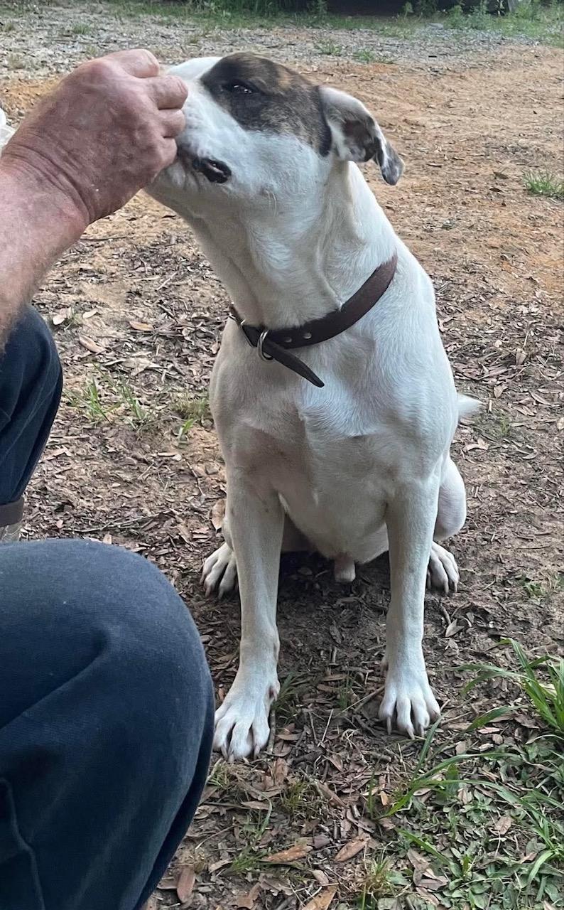 Enlarge Petey, a Adoptable mixed breed in Enfield, CT image 4/5