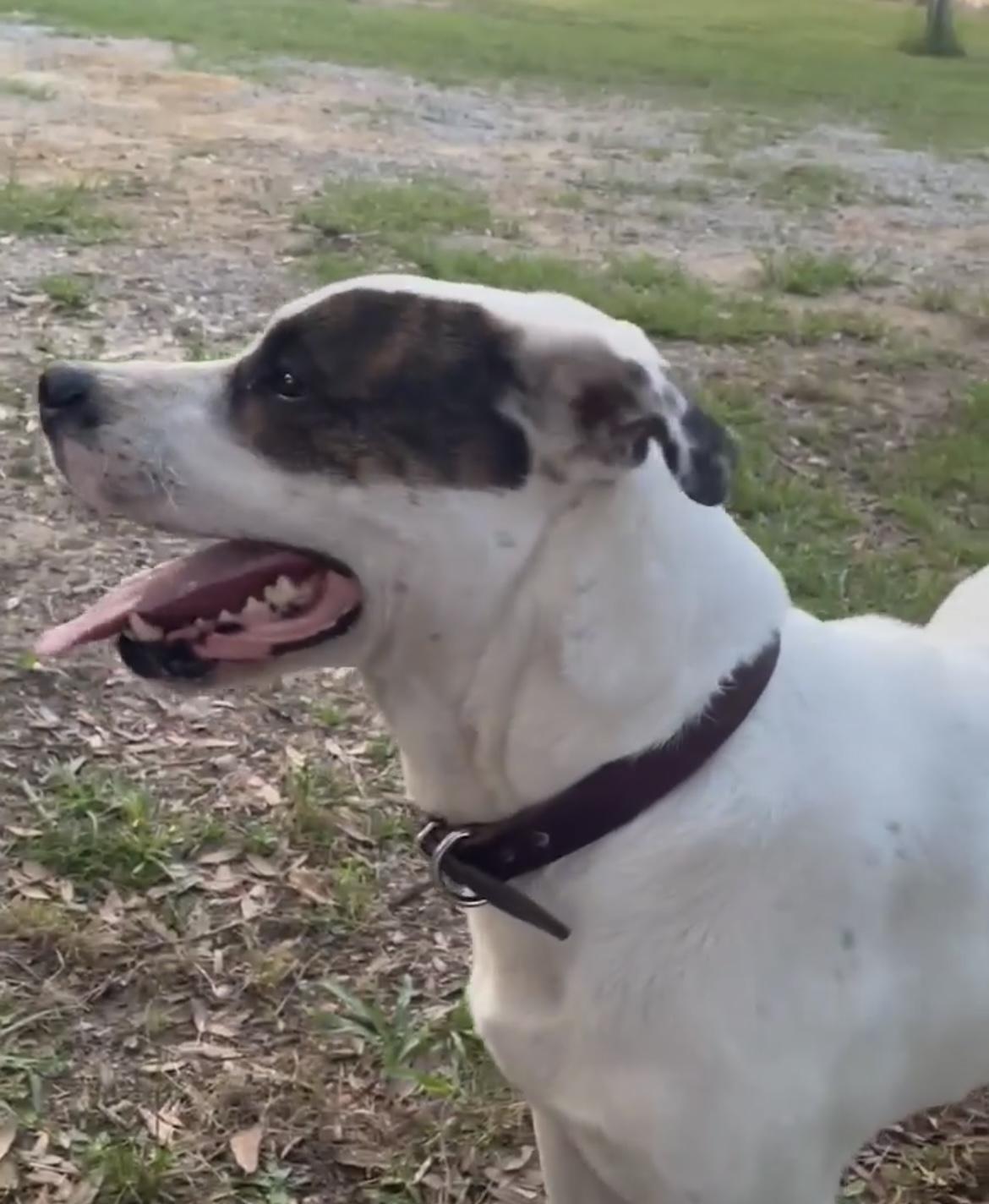 Petey, Adoptable, Young Male American Bulldog.