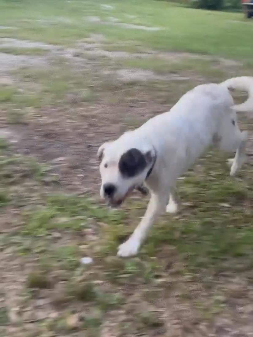 Enlarge Petey, a Adoptable mixed breed in Enfield, CT image 5/5