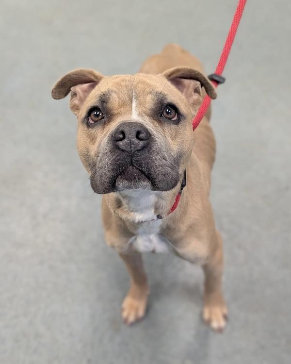 At the Store Up the Street, Adoptable, Adult Female English Bulldog & Pit Bull Terrier.