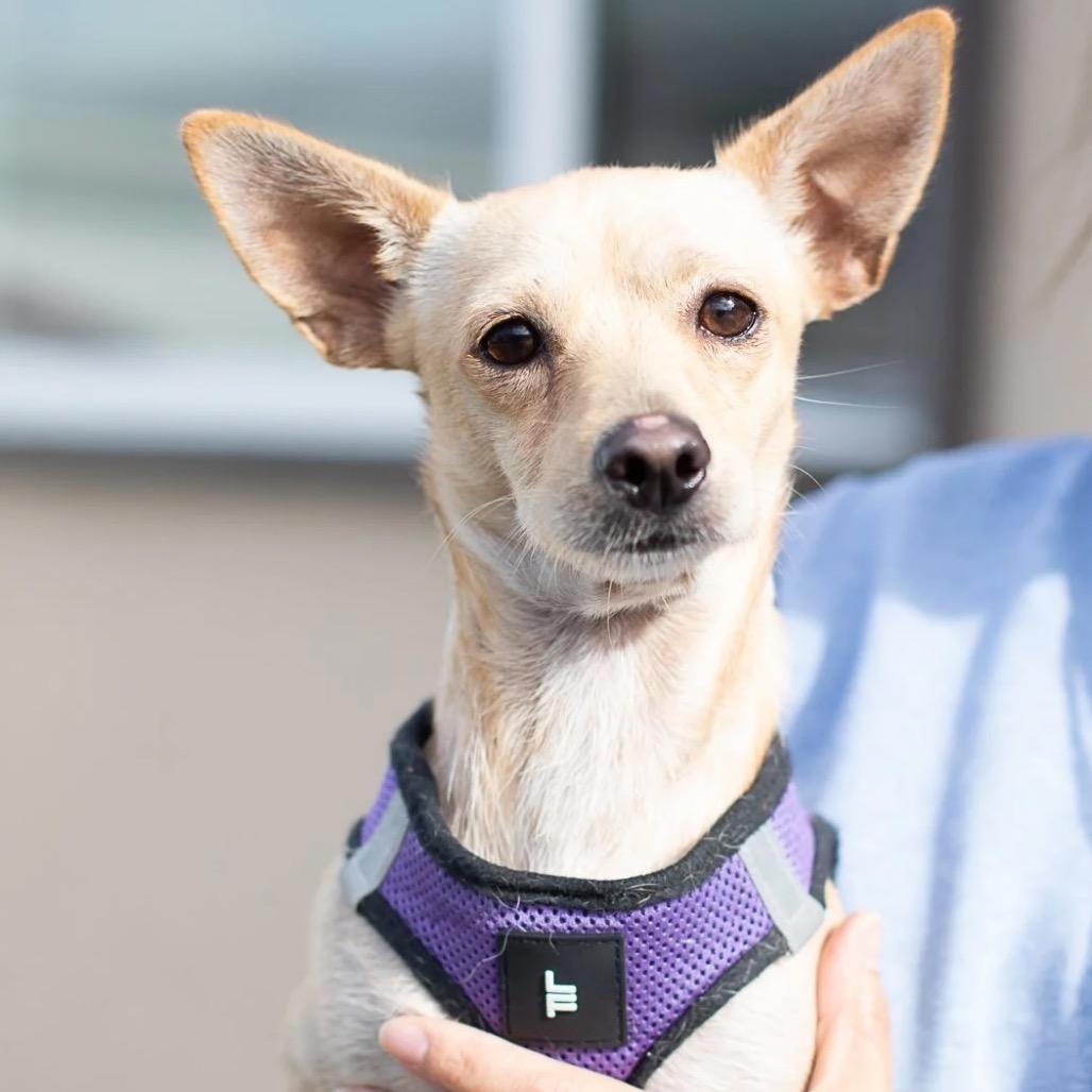 Enlarge Phatty, a Adoptable Chihuahua in Pacifica, CA image 1/1