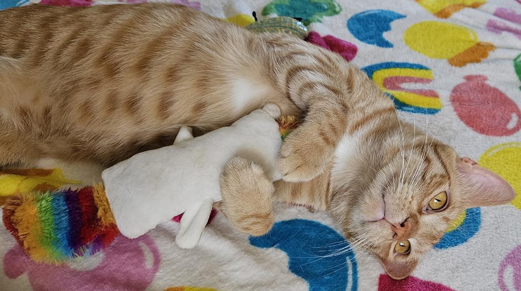 Mac, a Fun & Energetic Social Kitten!, ADOPTABLE, Young Male Tabby & Tiger.