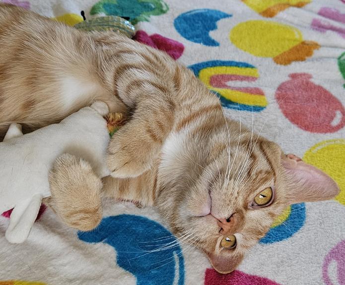 Enlarge Mac, a Fun & Energetic Social Kitten!, a ADOPTABLE mixed breed in Metairie, LA image 1/6