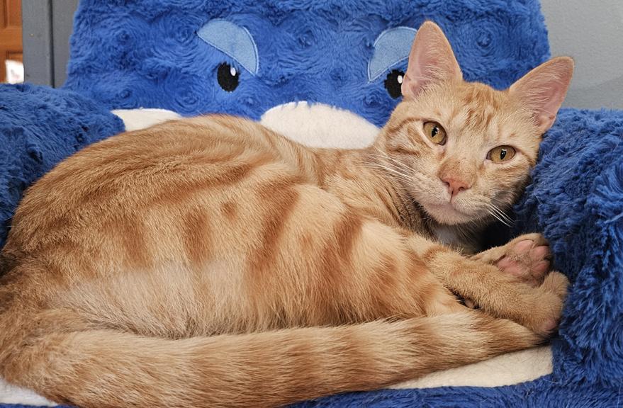 Enlarge Mac, a Fun & Energetic Social Kitten!, a ADOPTABLE mixed breed in Metairie, LA image 2/6