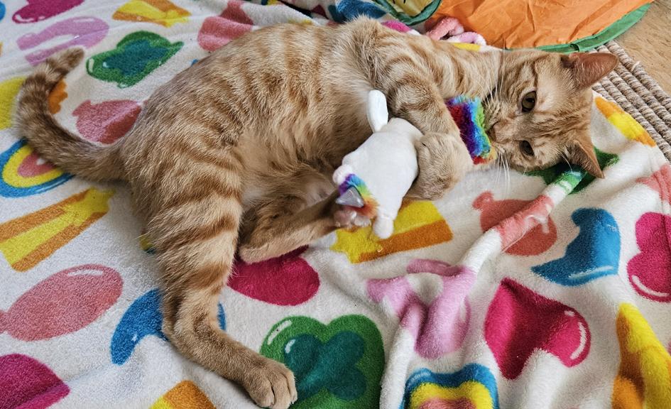 Mac, a Fun & Energetic Social Kitty, ADOPTABLE, Young Male Tabby & Tiger.