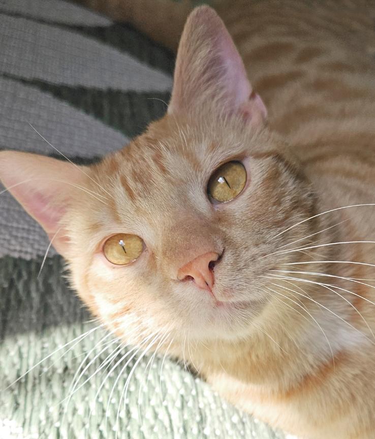 Enlarge Mac, a Fun & Energetic Social Kitten!, a ADOPTABLE mixed breed in Metairie, LA image 3/6