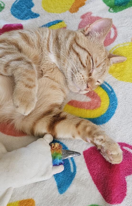 Enlarge Mac, a Fun & Energetic Social Kitten!, a ADOPTABLE mixed breed in Metairie, LA image 5/6