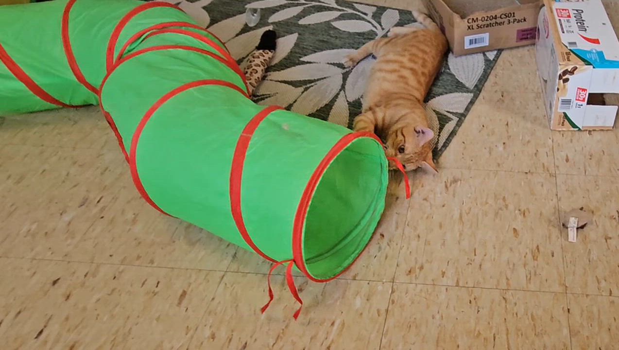 Enlarge Mac, a Fun & Energetic Social Kitten!, a ADOPTABLE mixed breed in Metairie, LA video 6/6