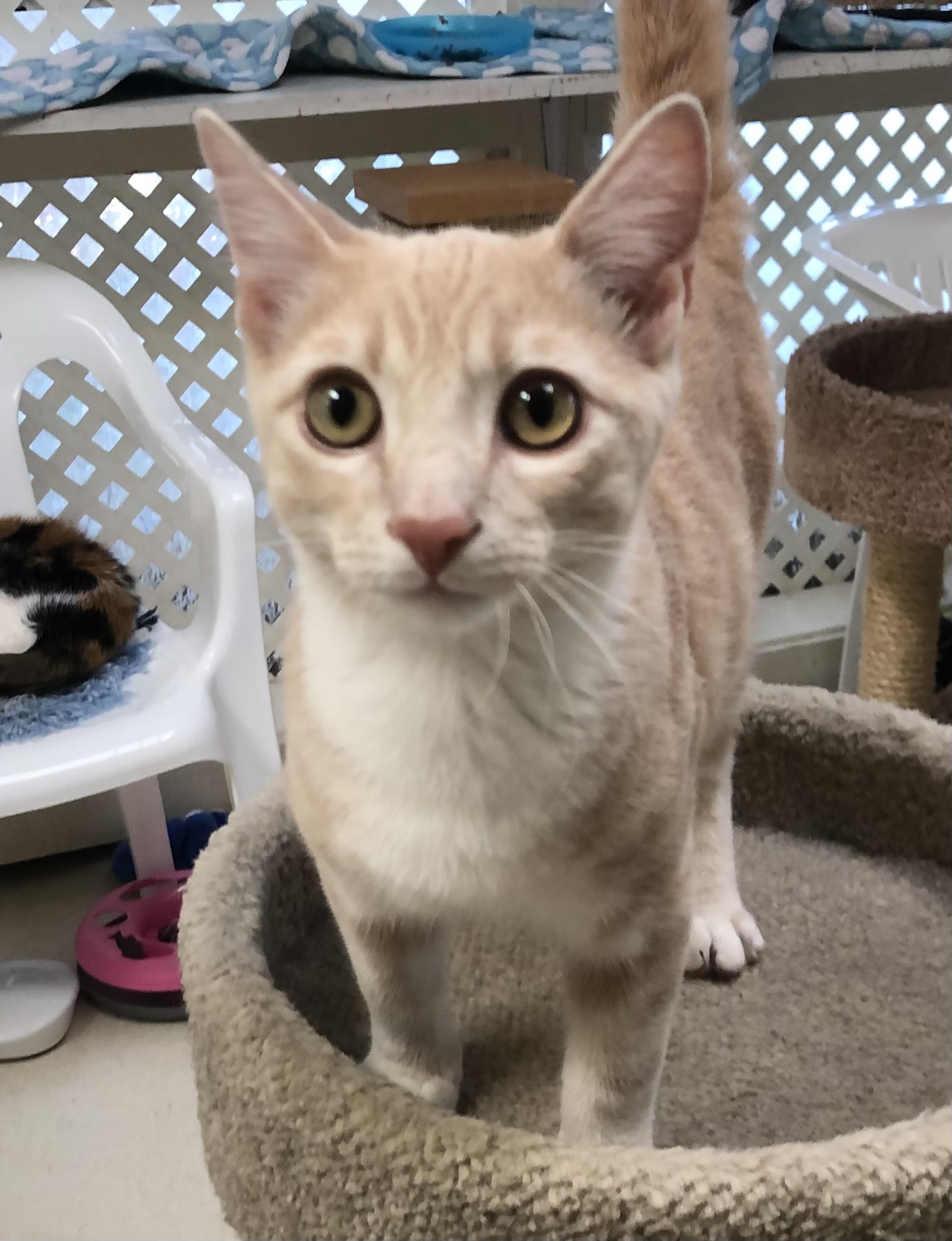 Enlarge Mikey & Claire, an adopted Tabby in Lompoc, CA image 1/1