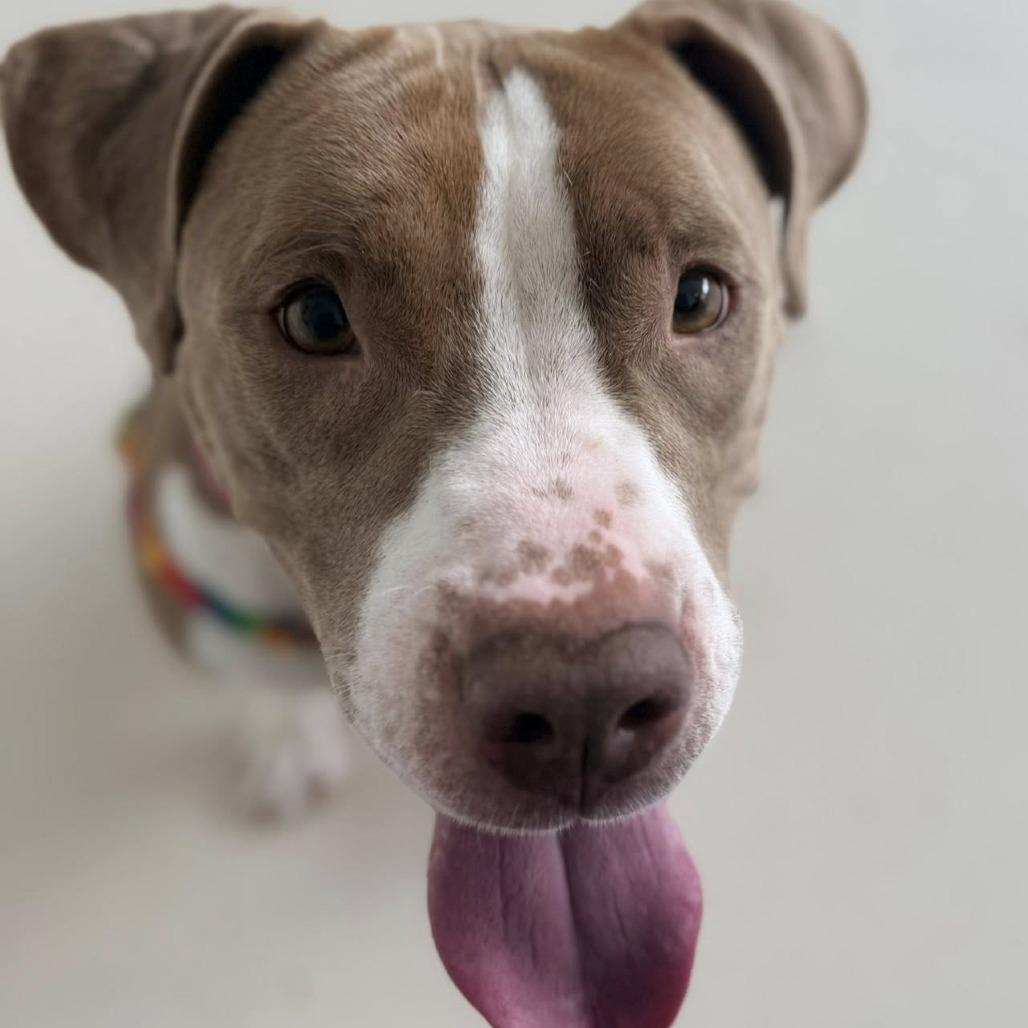 Enlarge Caily, a Adoptable Pit Bull Terrier in Warwick, RI image 2/3