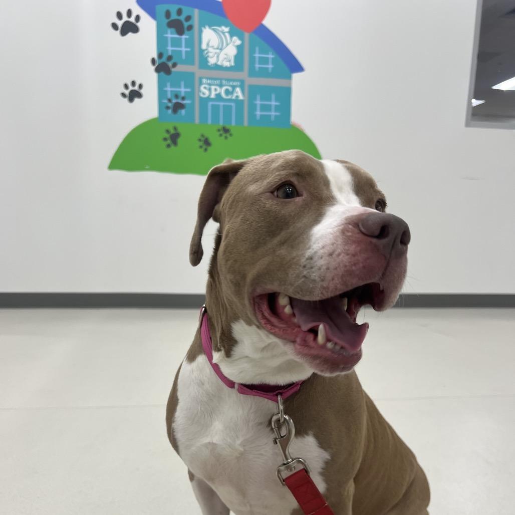 Enlarge Caily, a Adoptable Pit Bull Terrier in Warwick, RI image 3/3