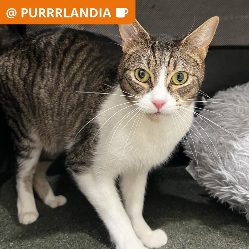 Weasel, Adoptable, Adult Male Domestic Short Hair.