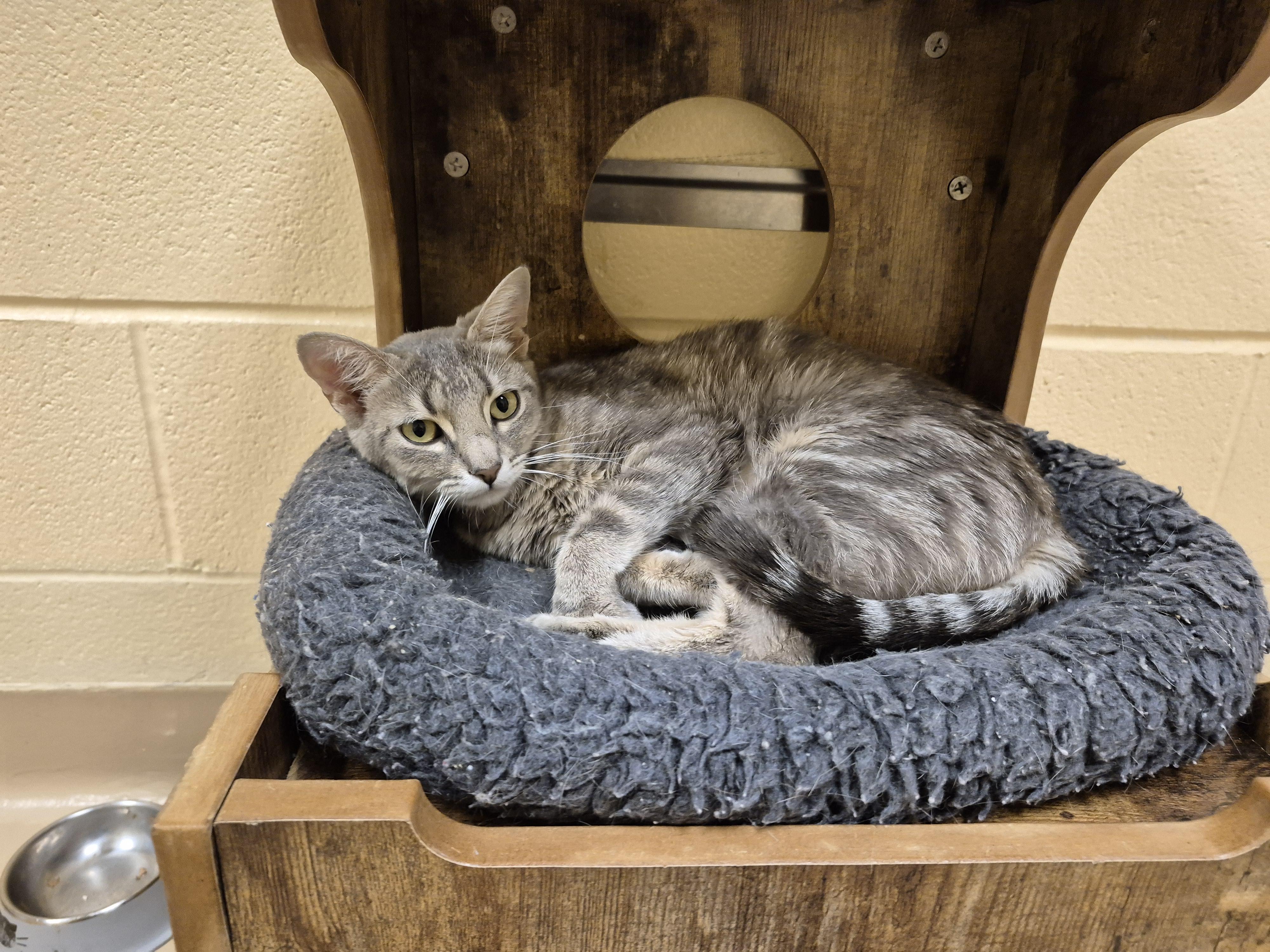 Enlarge Strawberry Shortcake, an adopted Domestic Short Hair in Schertz, TX image 4/4