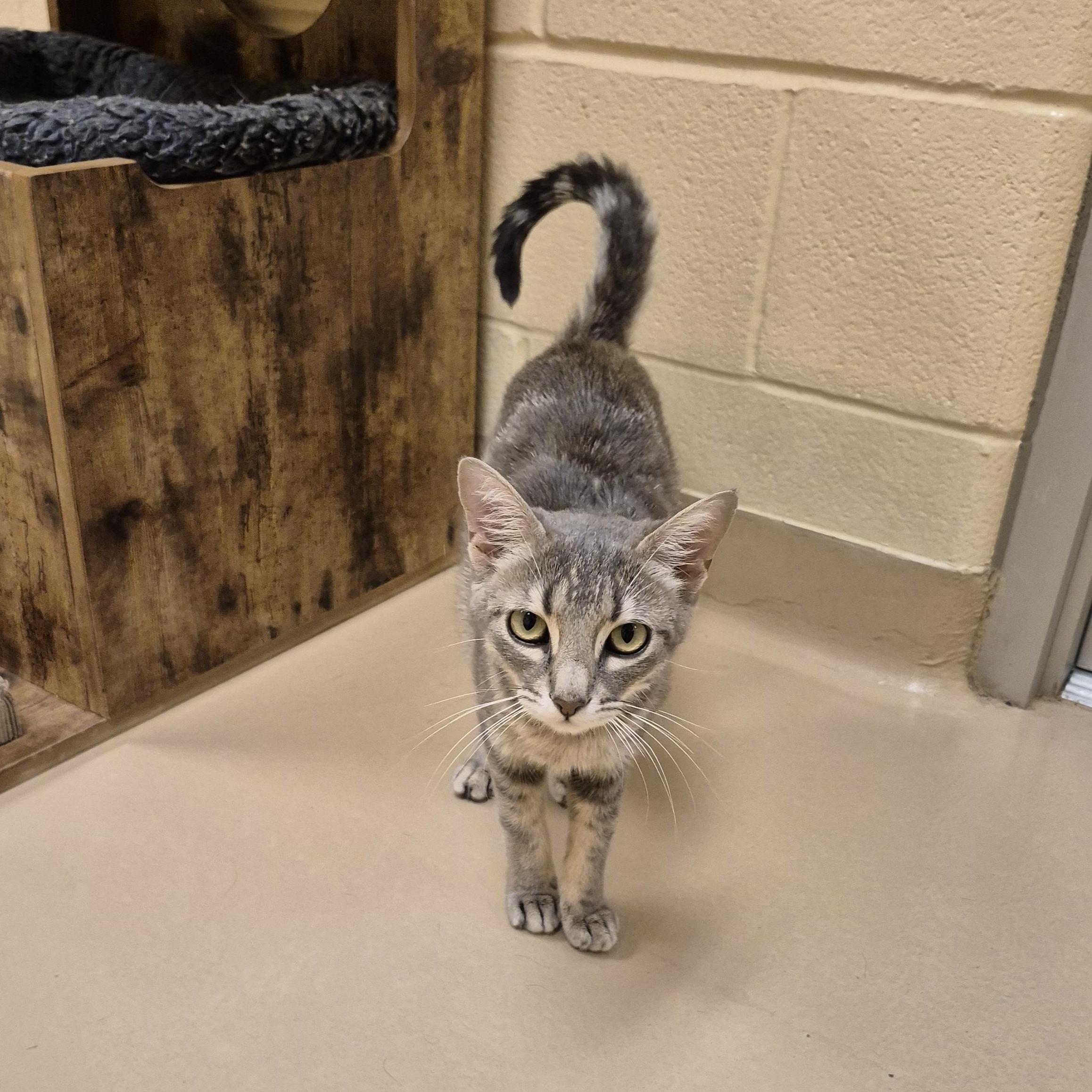 Enlarge Strawberry Shortcake, an adopted Domestic Short Hair in Schertz, TX image 3/4