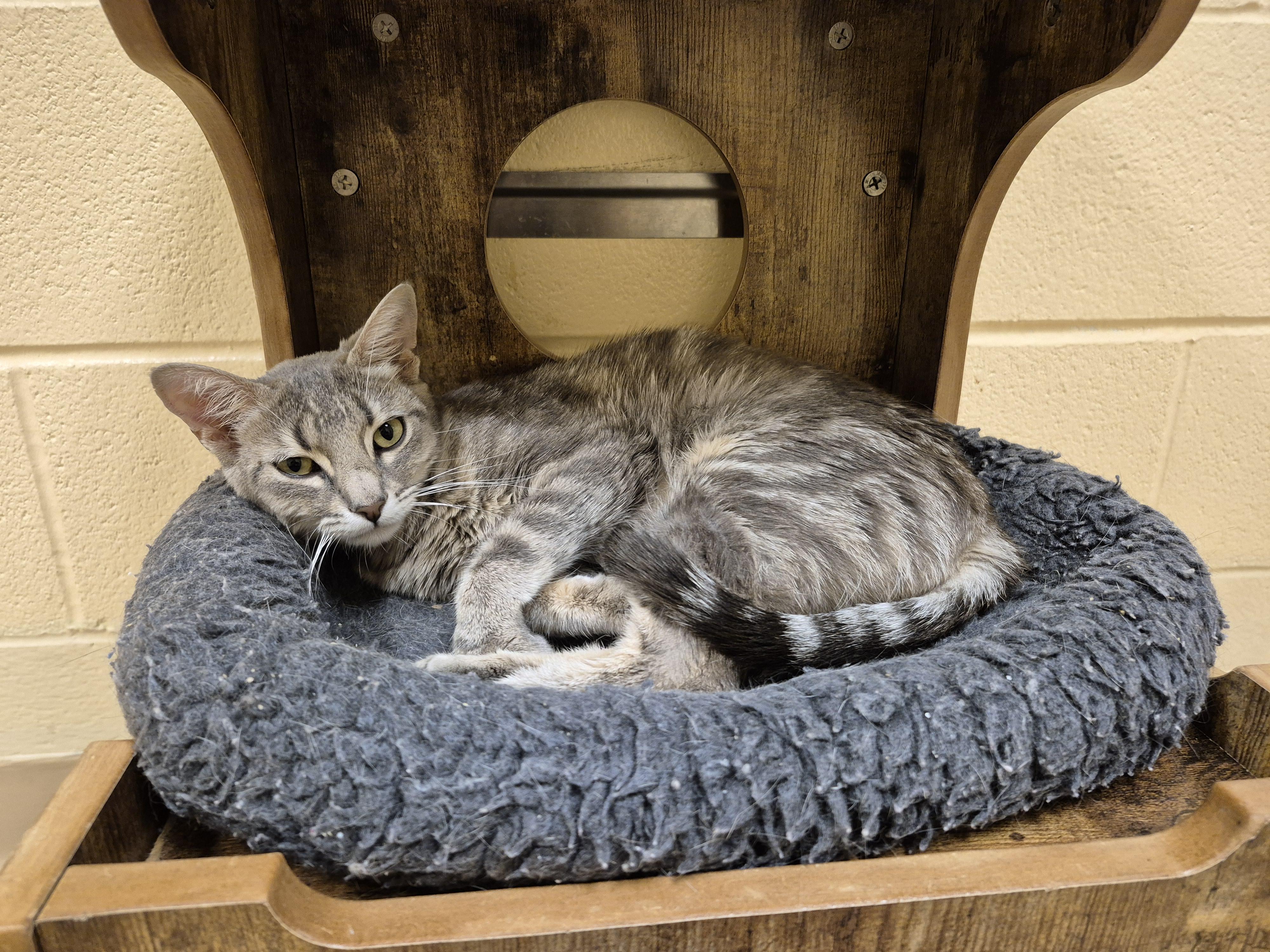 Enlarge Strawberry Shortcake, an adopted Domestic Short Hair in Schertz, TX image 1/4