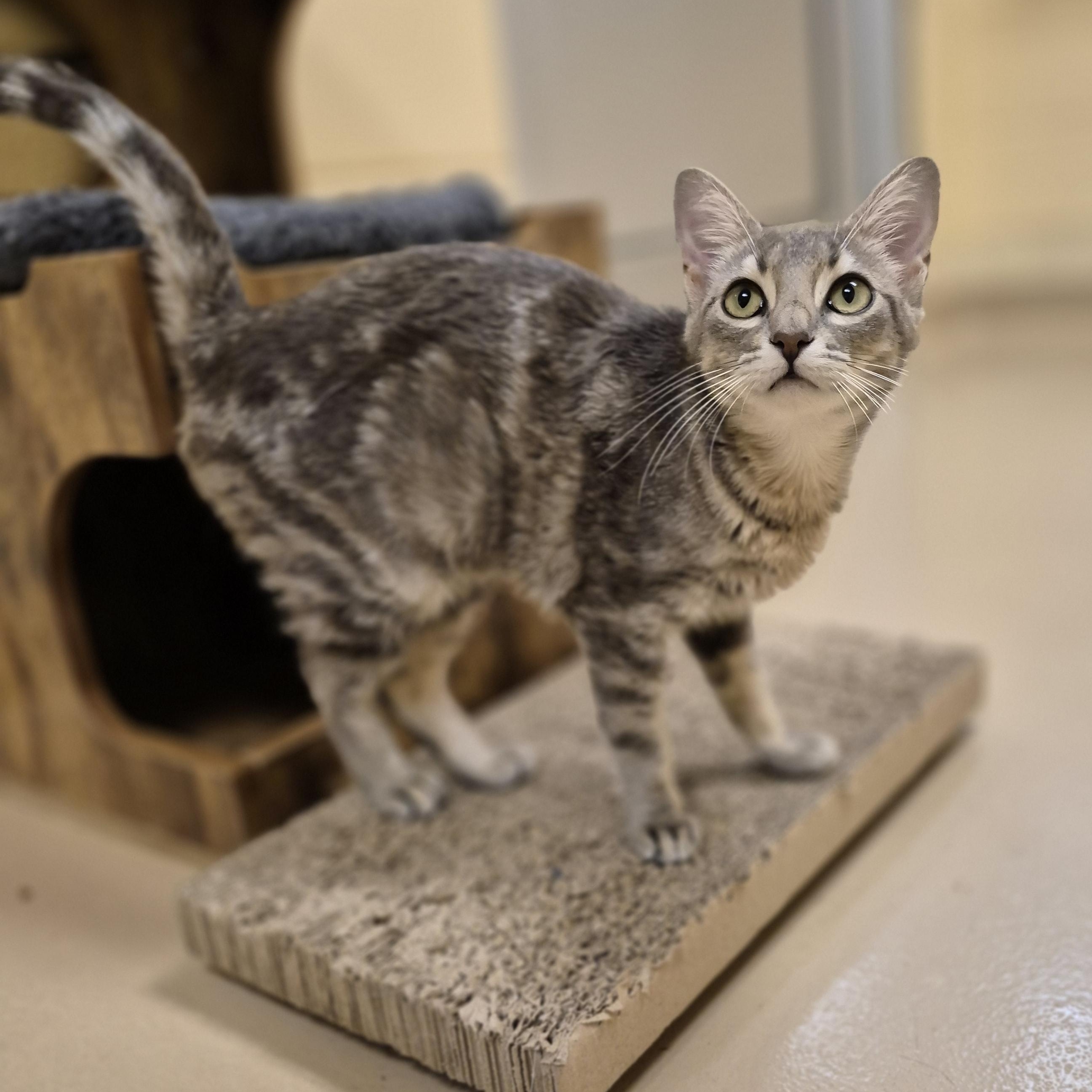 Enlarge Strawberry Shortcake, an adopted Domestic Short Hair in Schertz, TX image 2/4