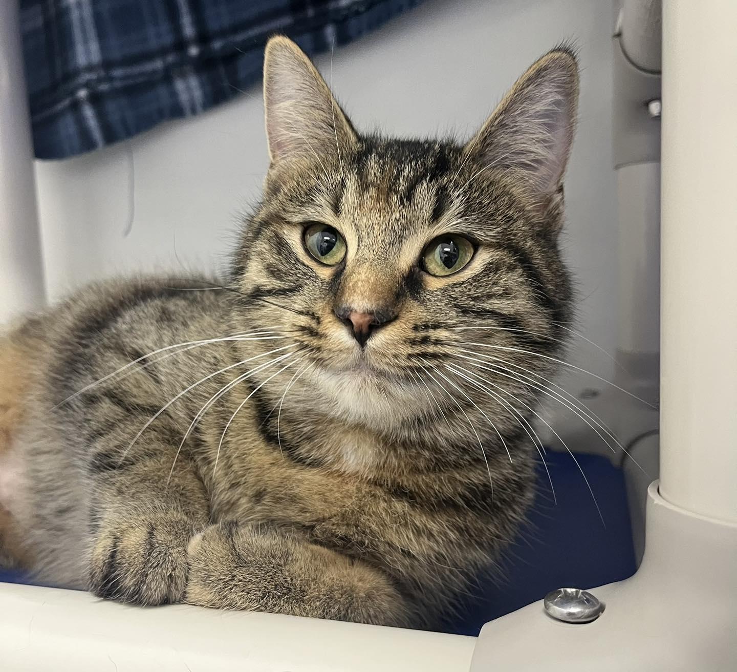 Tigress, ADOPTABLE, Young Female Domestic Short Hair.