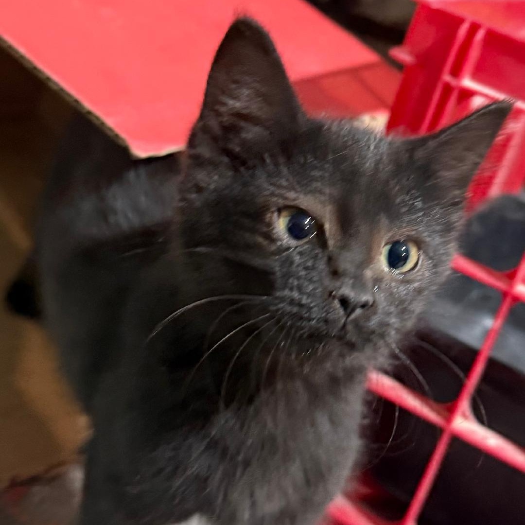 VELVET, ADOPTABLE, Young Female Domestic Short Hair.