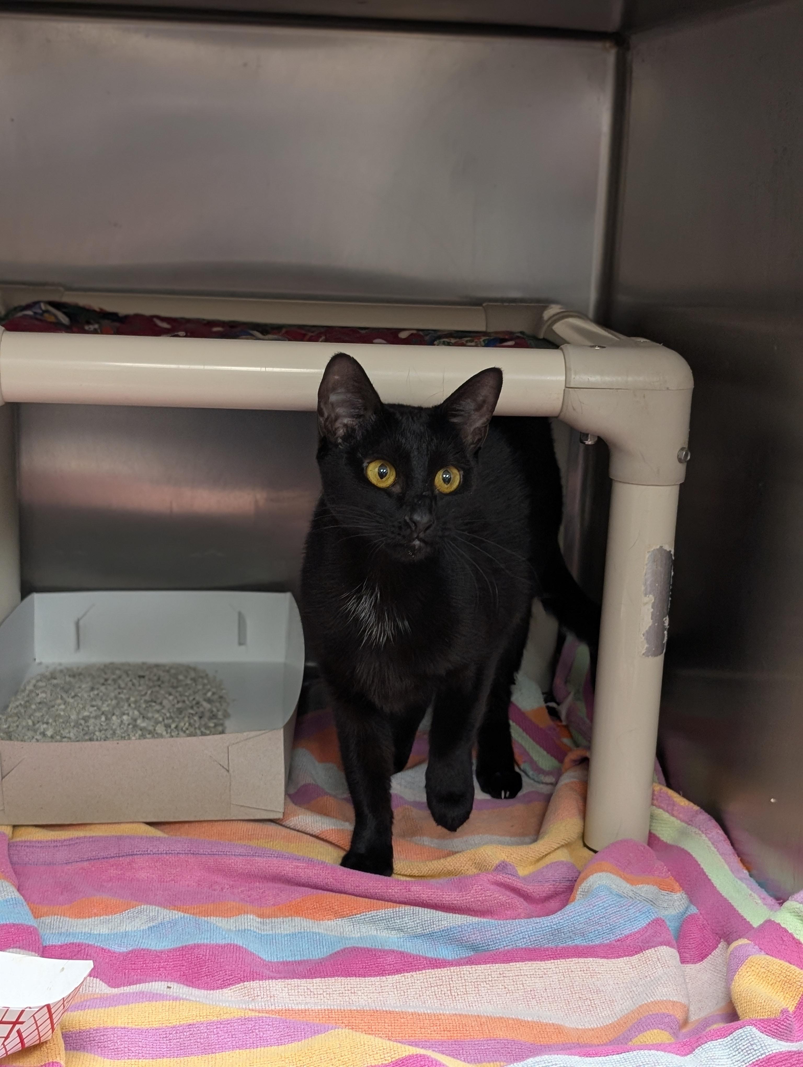 Enlarge Shay, a ADOPTABLE Domestic Short Hair in St. Augustine, FL image 5/5