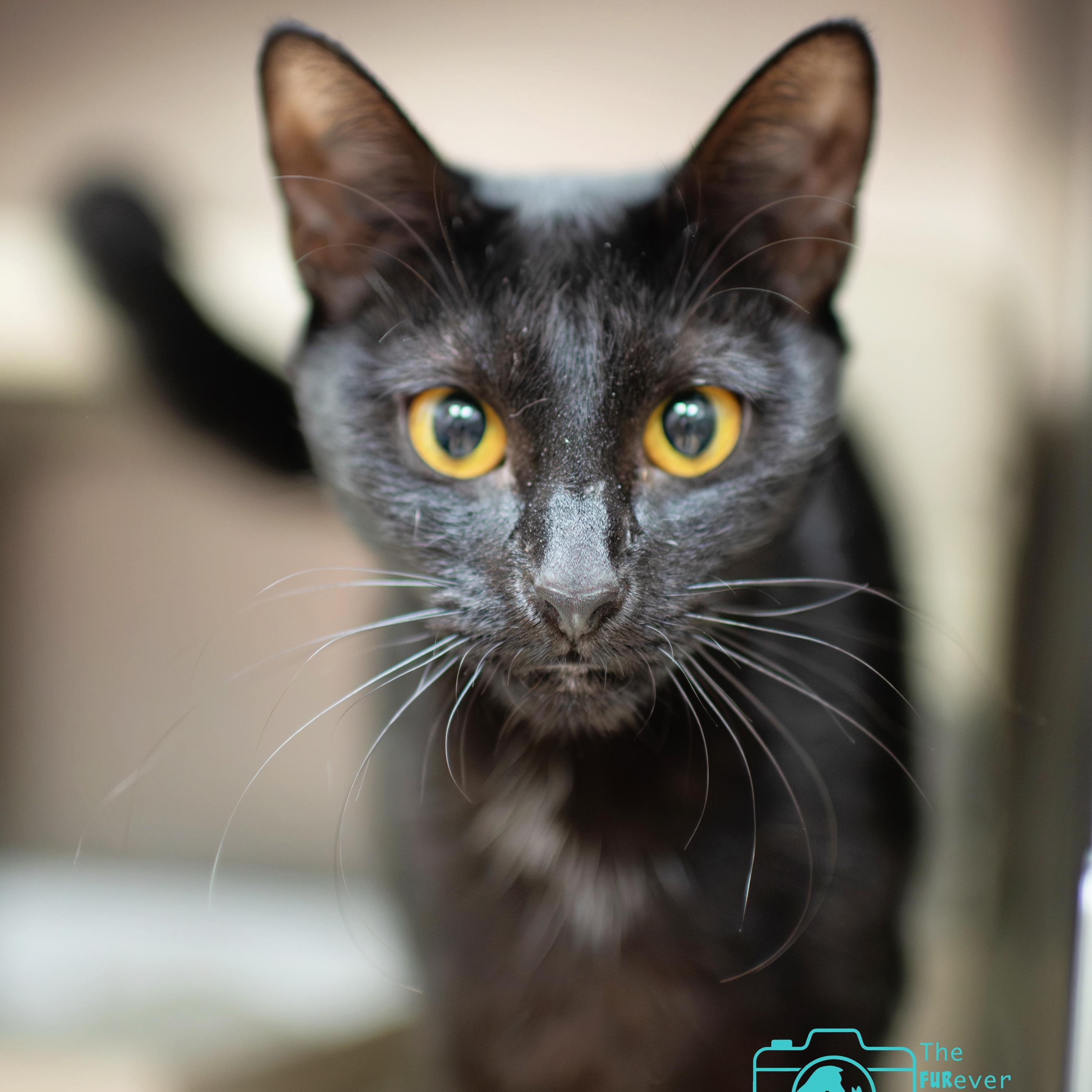 Shay, ADOPTABLE, Adult Female Domestic Short Hair.