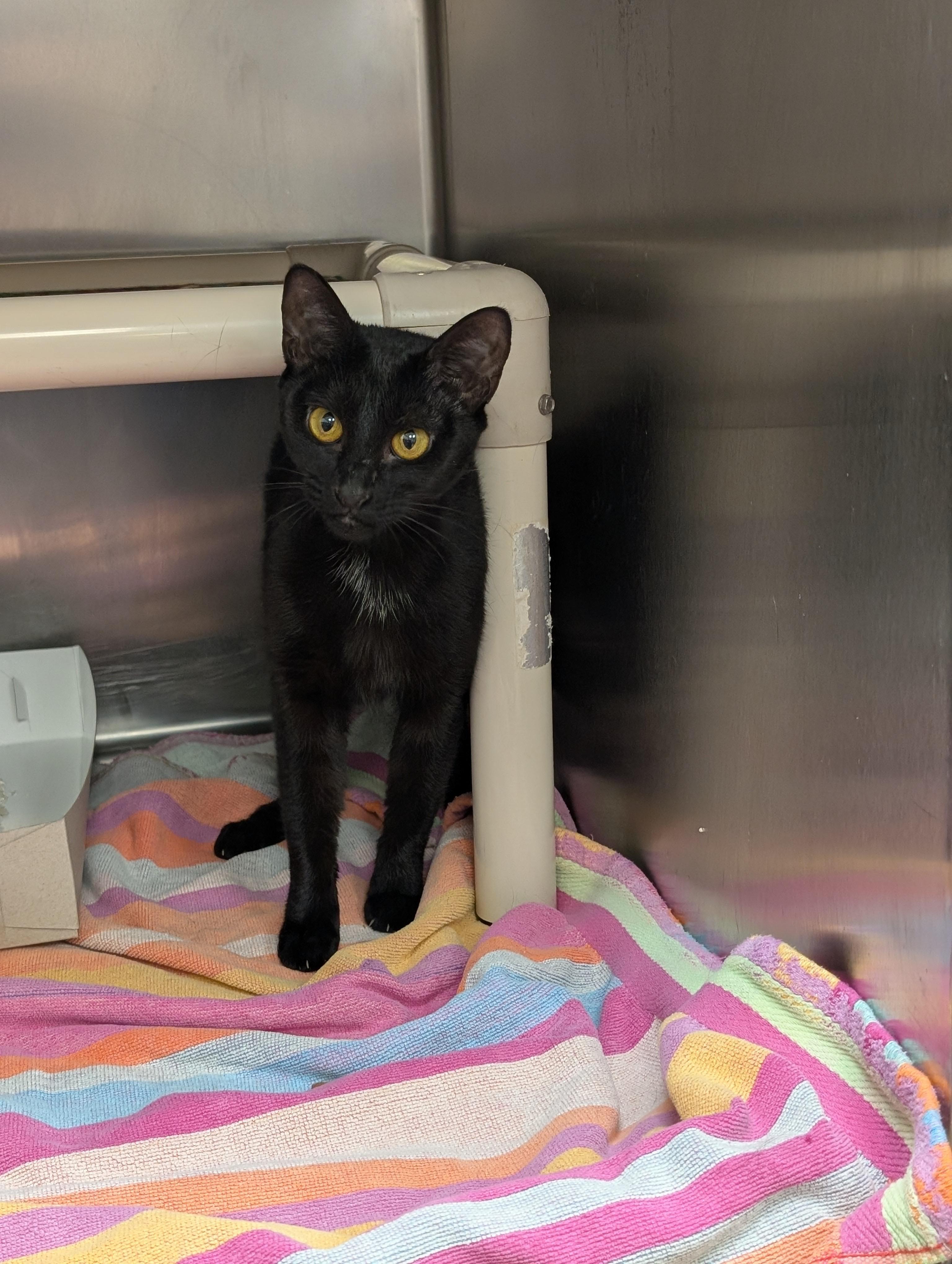 Enlarge Shay, a ADOPTABLE Domestic Short Hair in St. Augustine, FL image 2/5