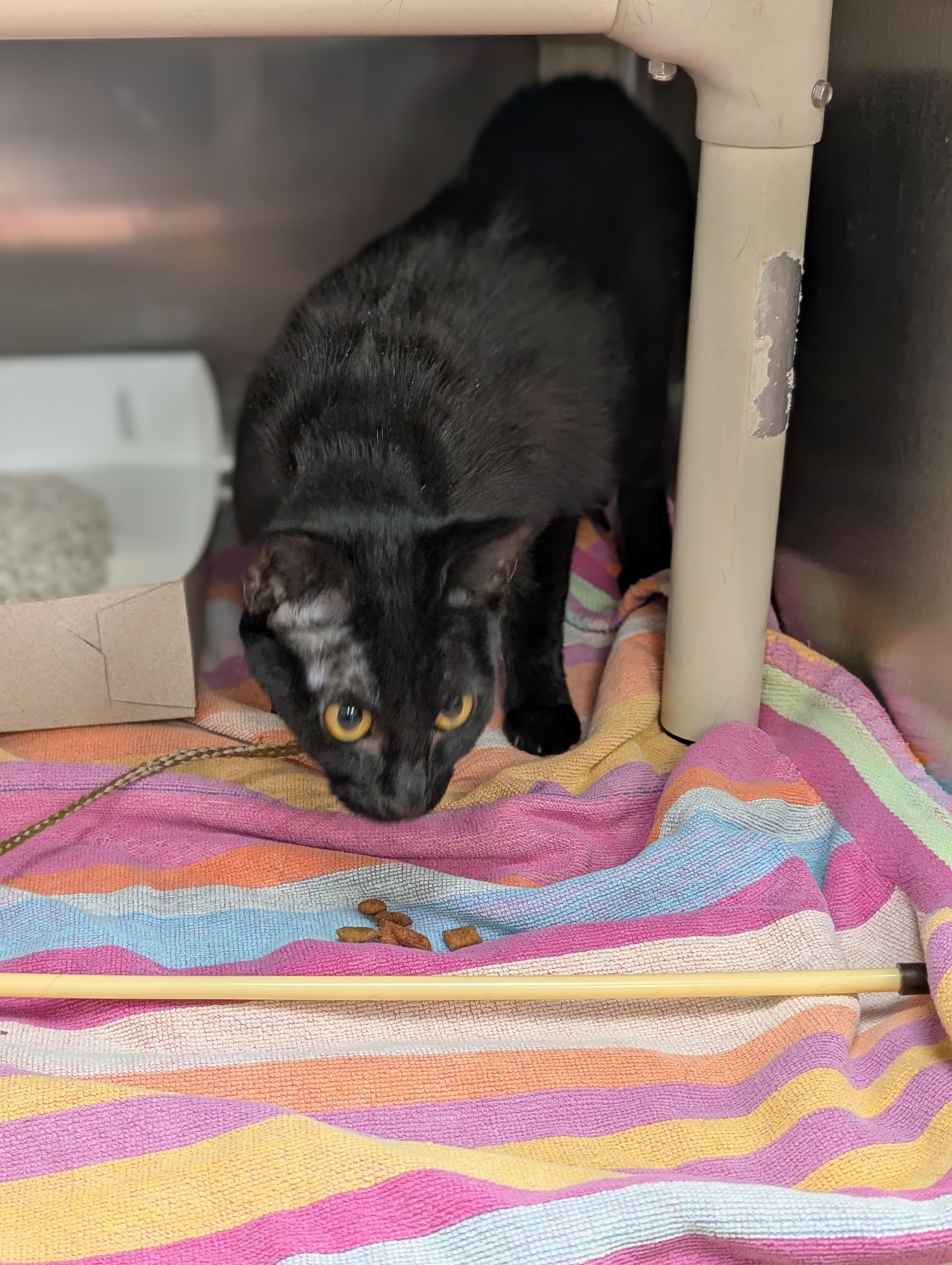 Enlarge Shay, a ADOPTABLE Domestic Short Hair in St. Augustine, FL image 4/5