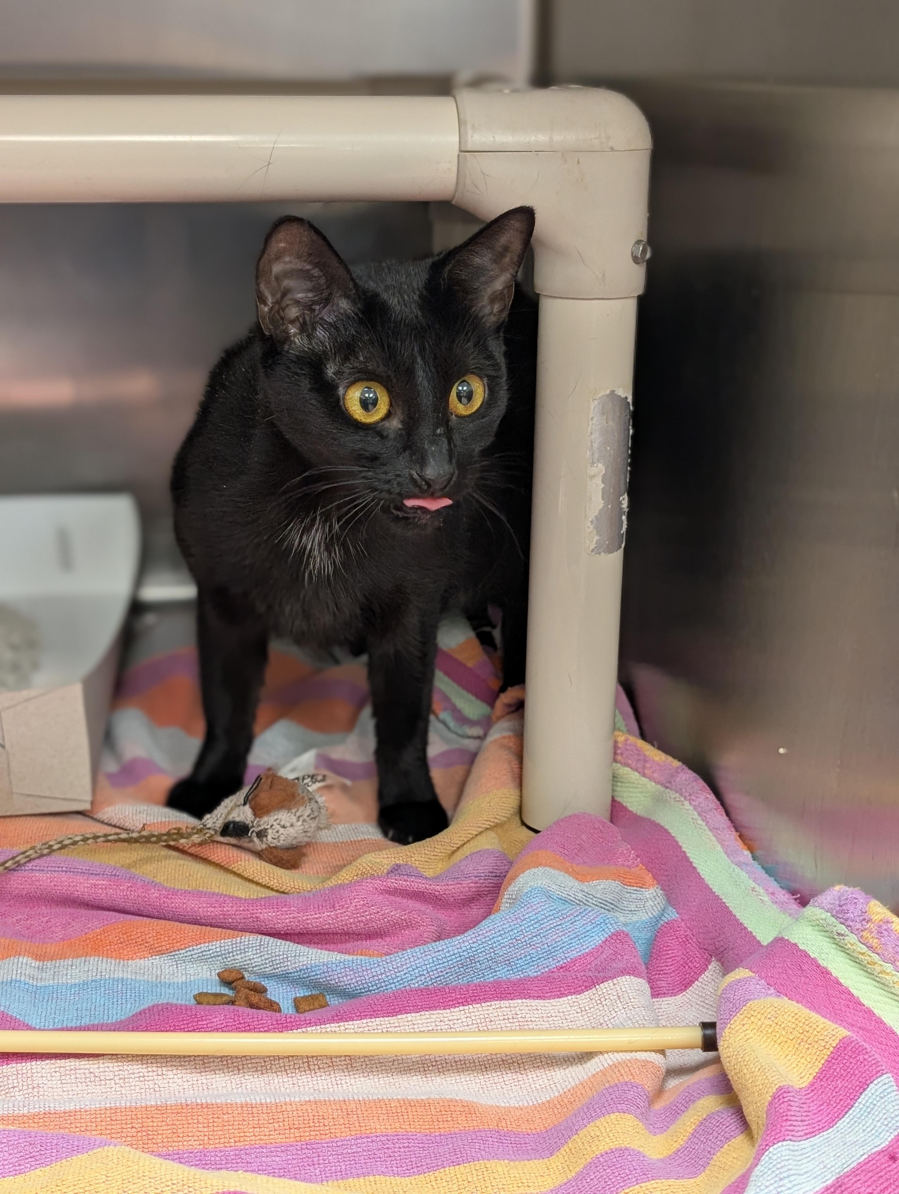 Shay, ADOPTABLE, Adult Female Domestic Short Hair.