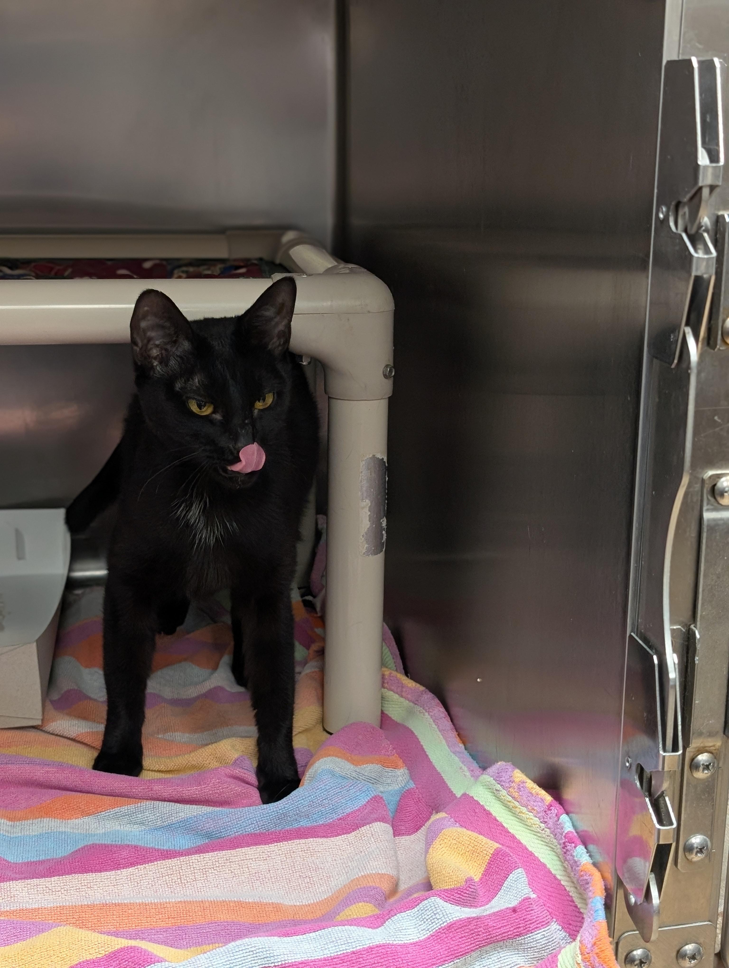 Enlarge Shay, a ADOPTABLE Domestic Short Hair in St. Augustine, FL image 3/5