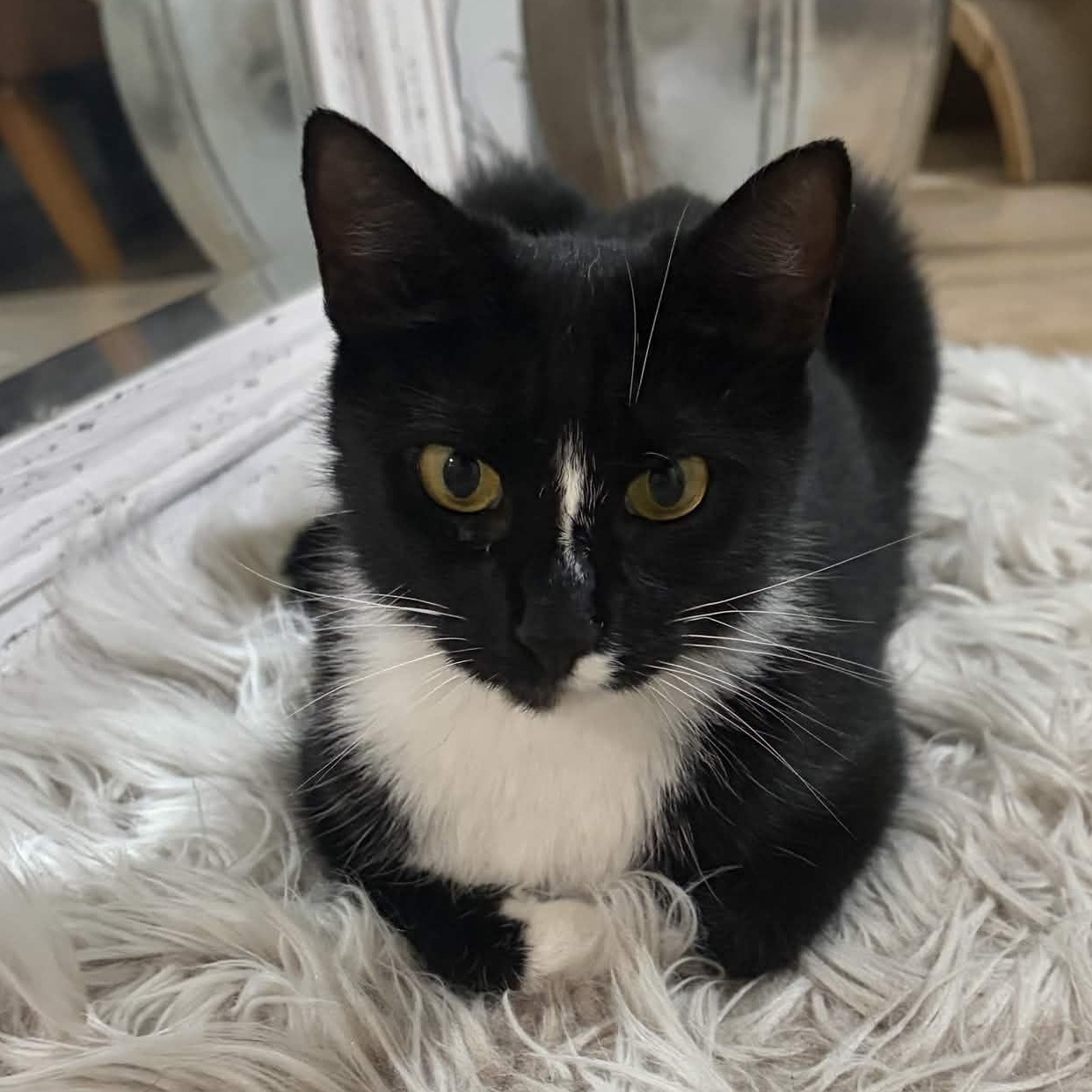 Licorice, a Adoptable Domestic Short Hair in Weehawken, NJ image 2/5