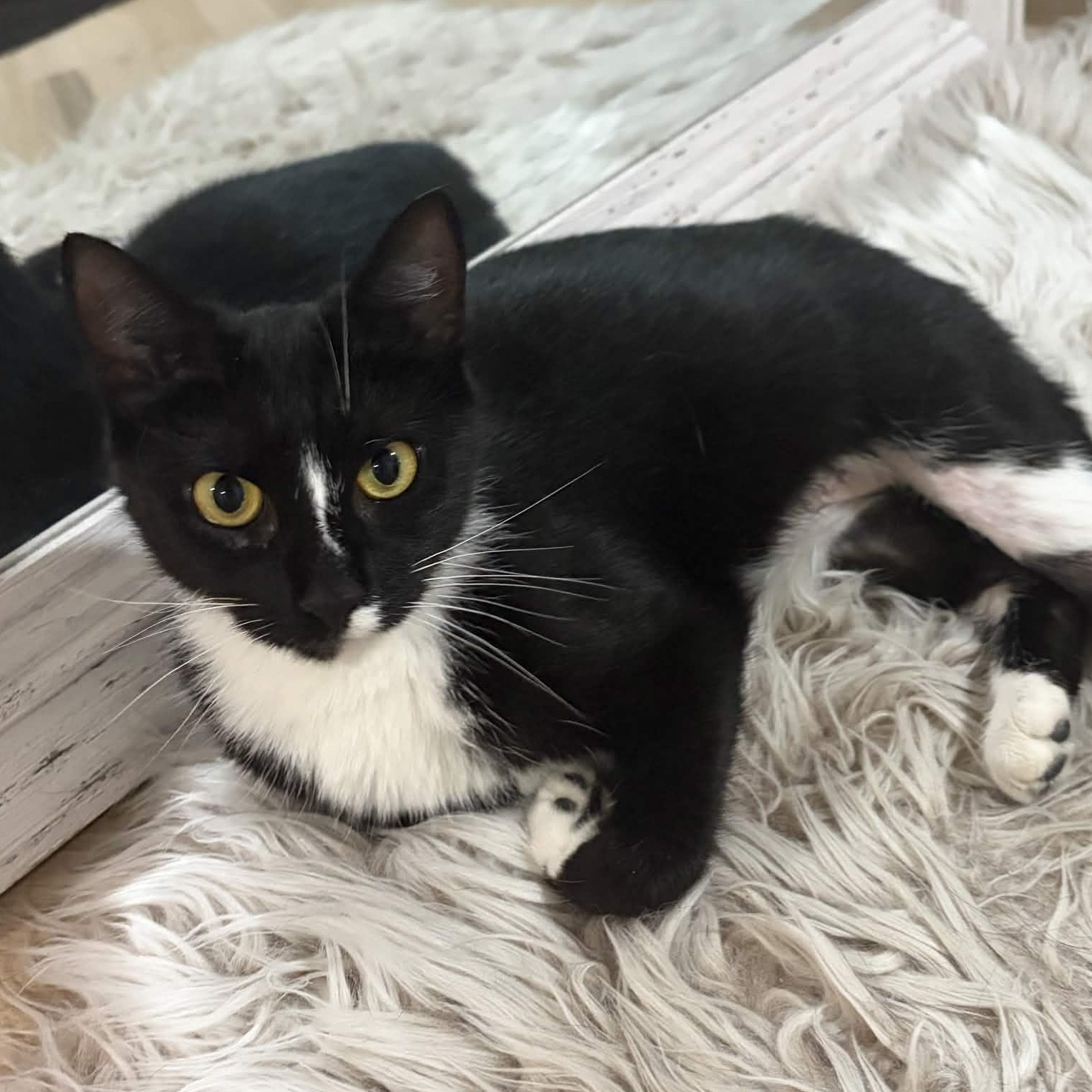 Licorice, Adoptable, Young Female Domestic Short Hair.