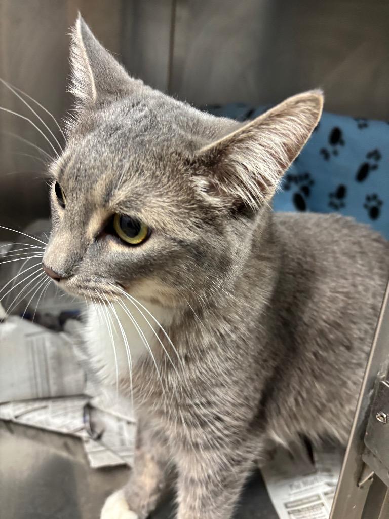 Niza, Adoptable, Young Female Domestic Short Hair.