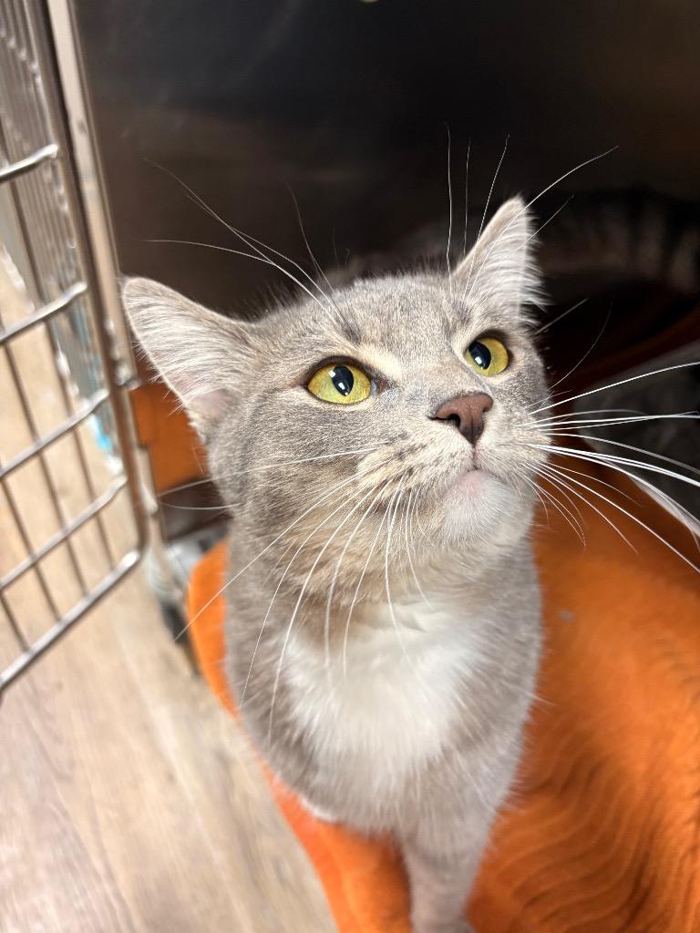 Niza, a Adoptable mixed breed in Detroit, MI image 2/4