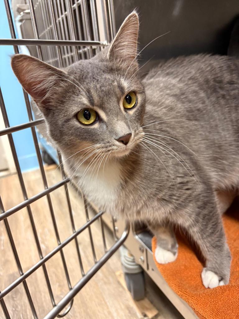 Niza, a Adoptable mixed breed in Detroit, MI image 3/4