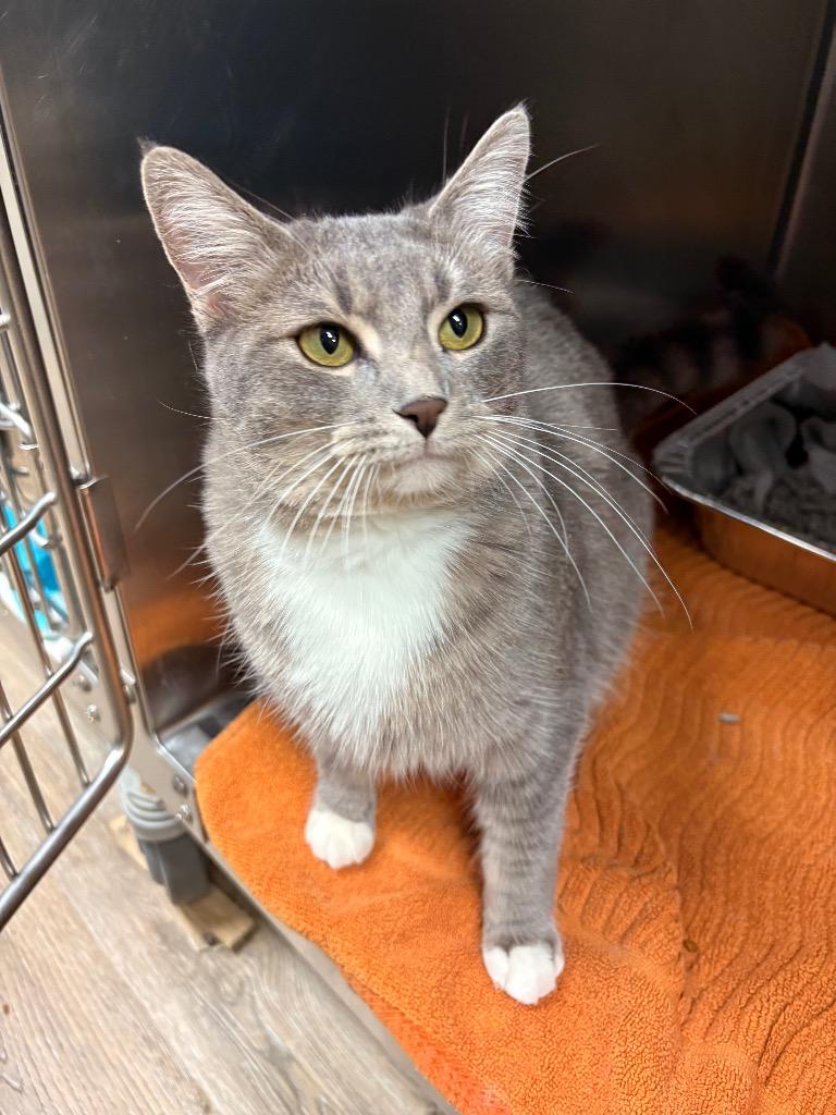 Niza, a Adoptable mixed breed in Detroit, MI image 4/4