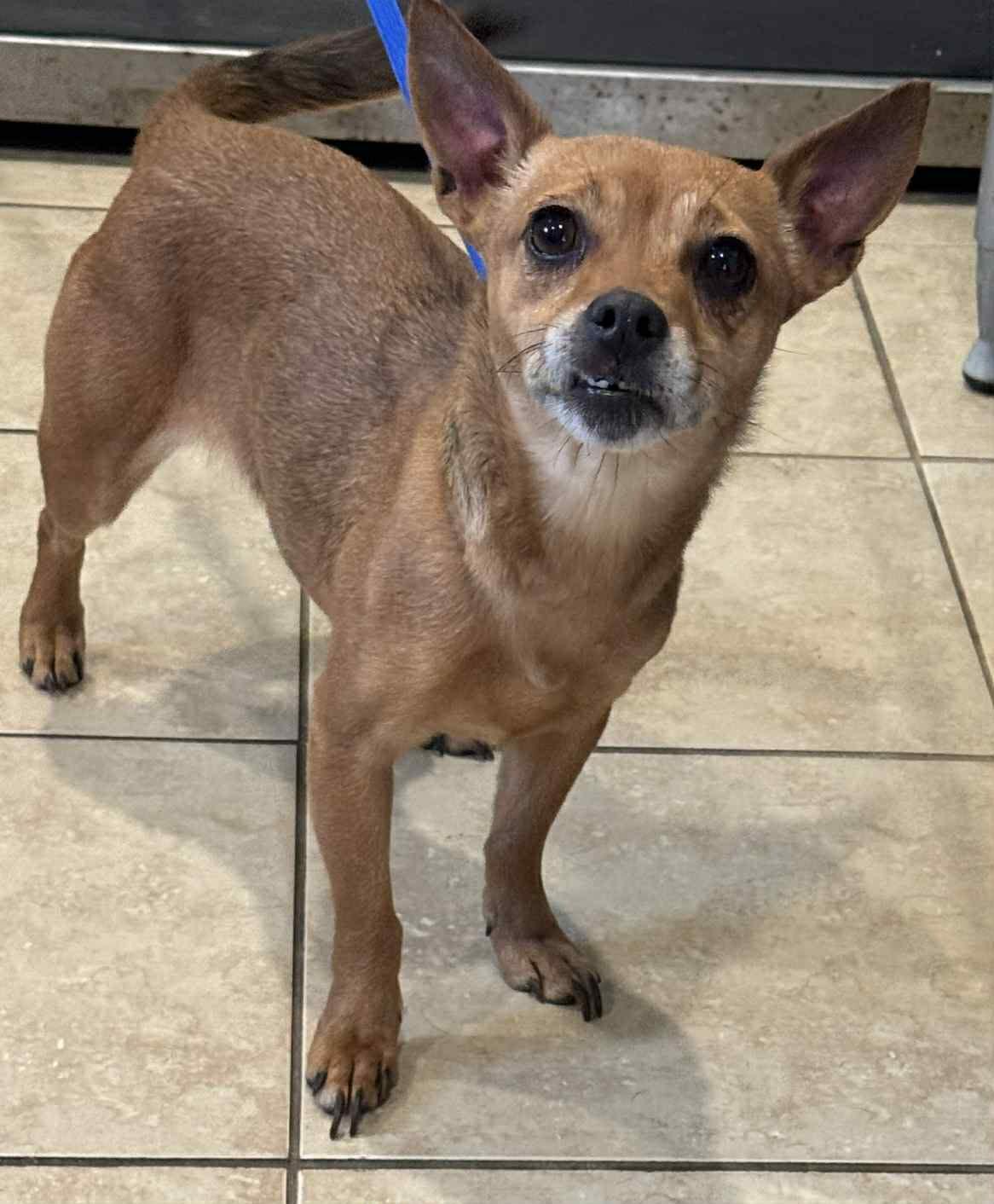 Enlarge Peaches , an adopted mixed breed in Sparta, WI image 4/4