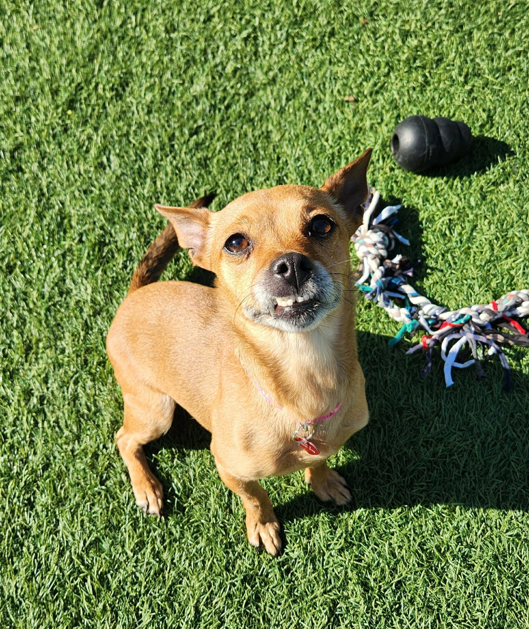 Enlarge Peaches , an adopted mixed breed in Sparta, WI image 2/4