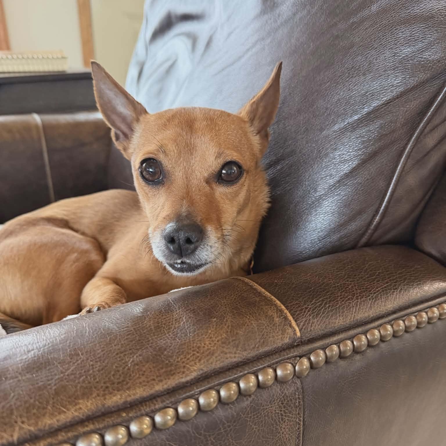 Enlarge Peaches , an adopted mixed breed in Sparta, WI image 3/4