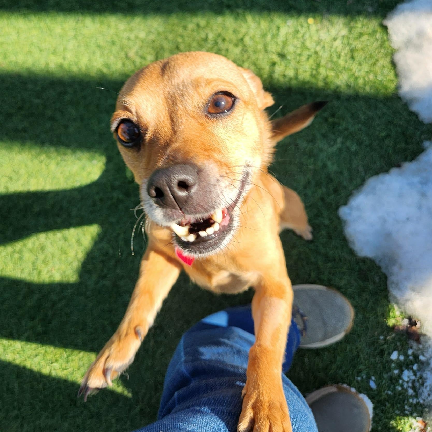 Peaches , adopted, Adult Female Chihuahua & Terrier.