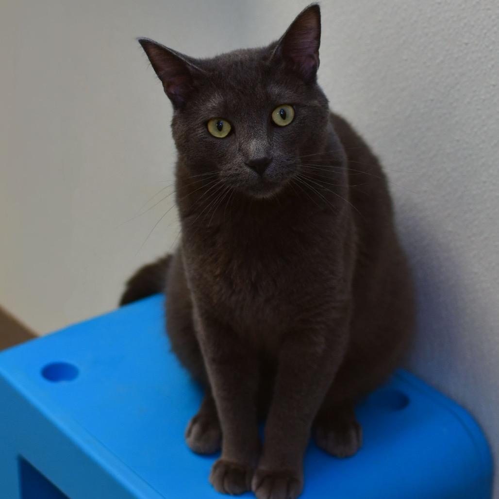 Enlarge Mr. Hyde, a Adoptable Domestic Short Hair in Ottawa, KS image 1/1