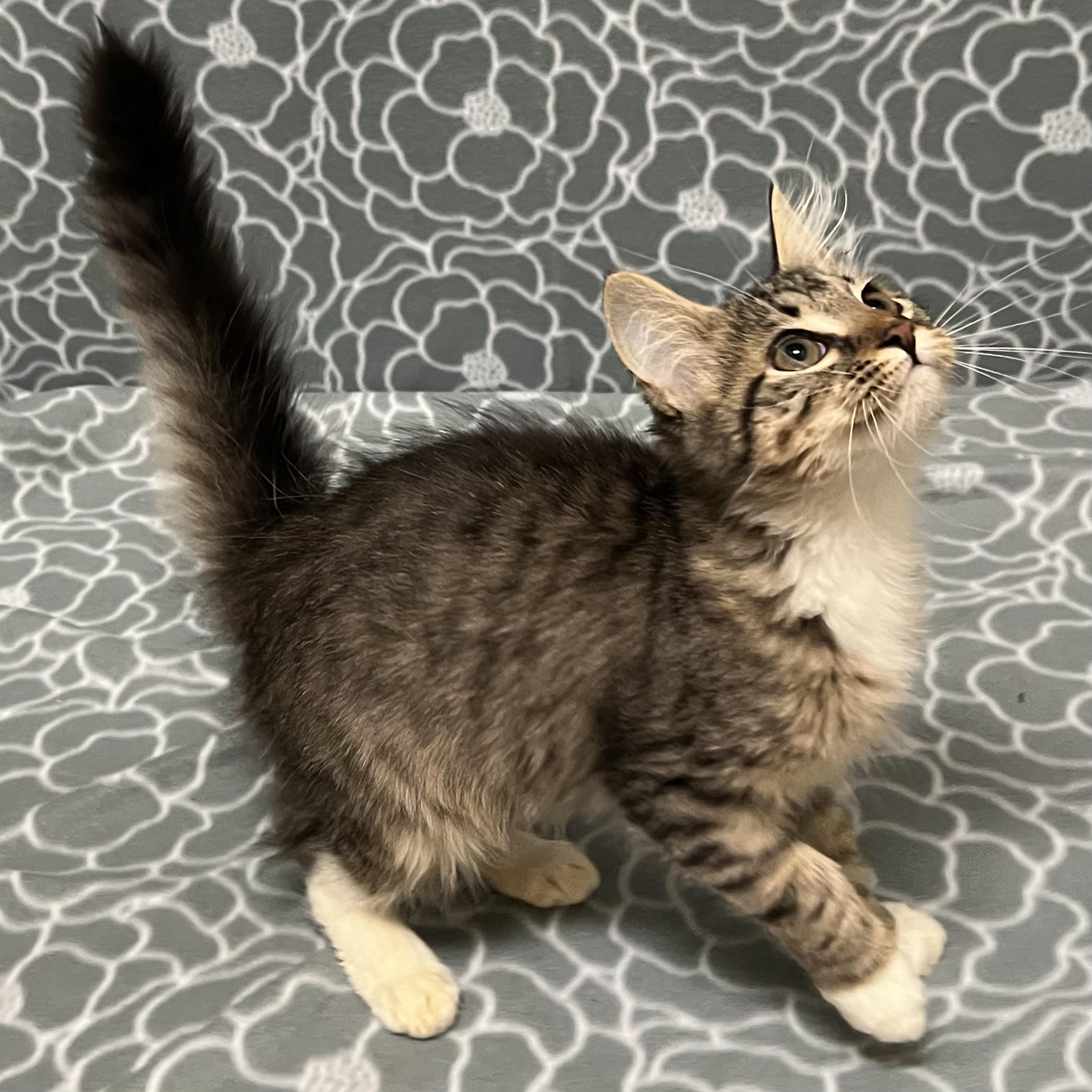 Enlarge Gabanna, an adoptable mixed breed in Libertyville, IL image 2/3