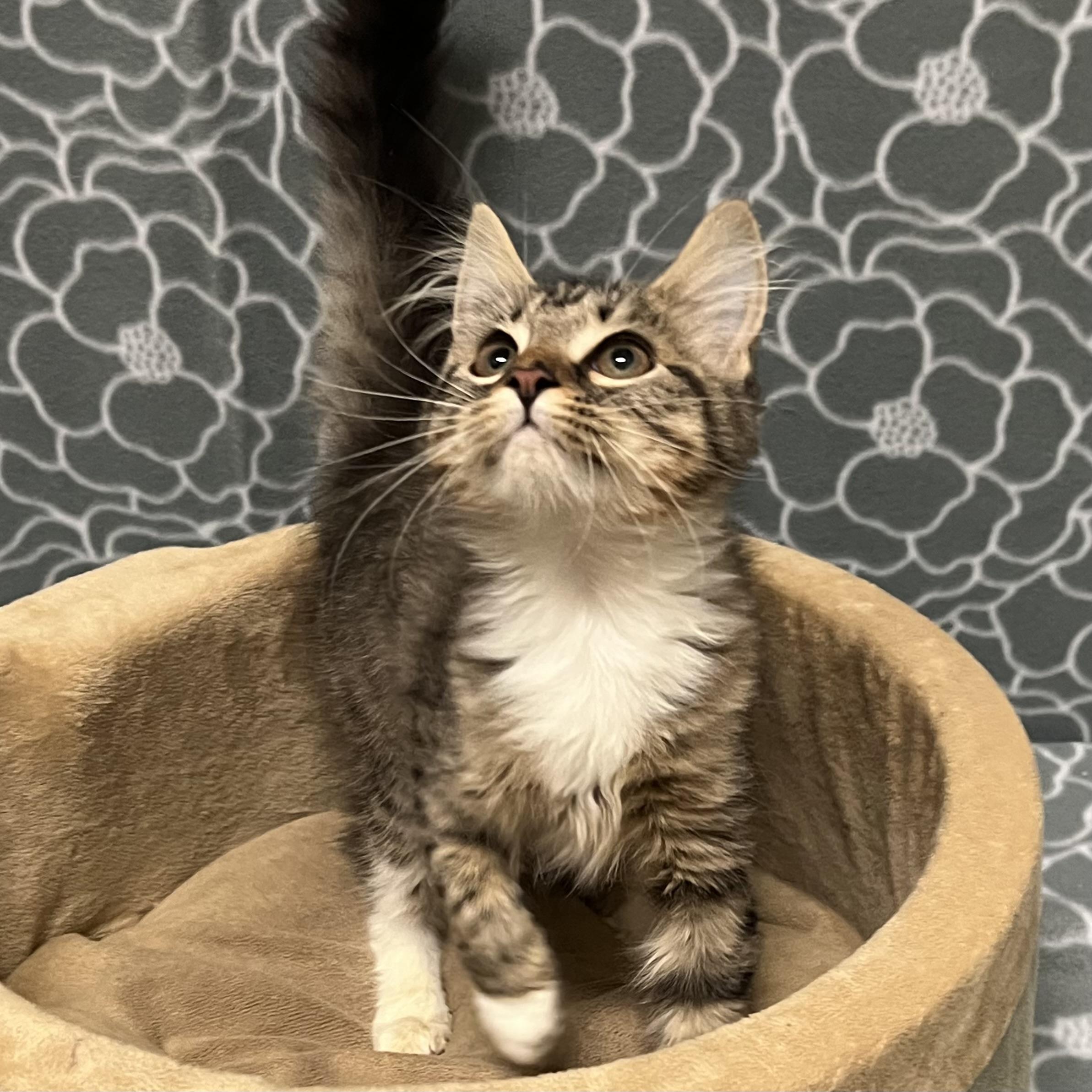 Gabanna, adoptable, Kitten Female Domestic Short Hair.