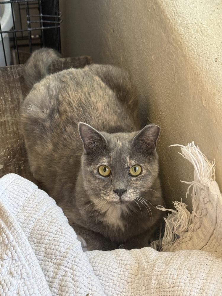 Enlarge Sassy Zazzy, a Adoptable Domestic Short Hair in Albuquerque, NM image 1/1