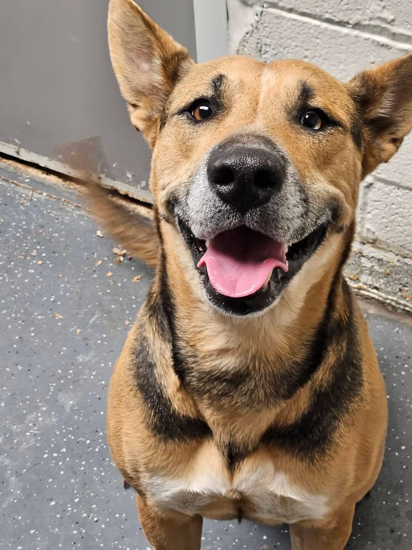 Roll Tide, ADOPTABLE, Adult Female German Shepherd Dog.