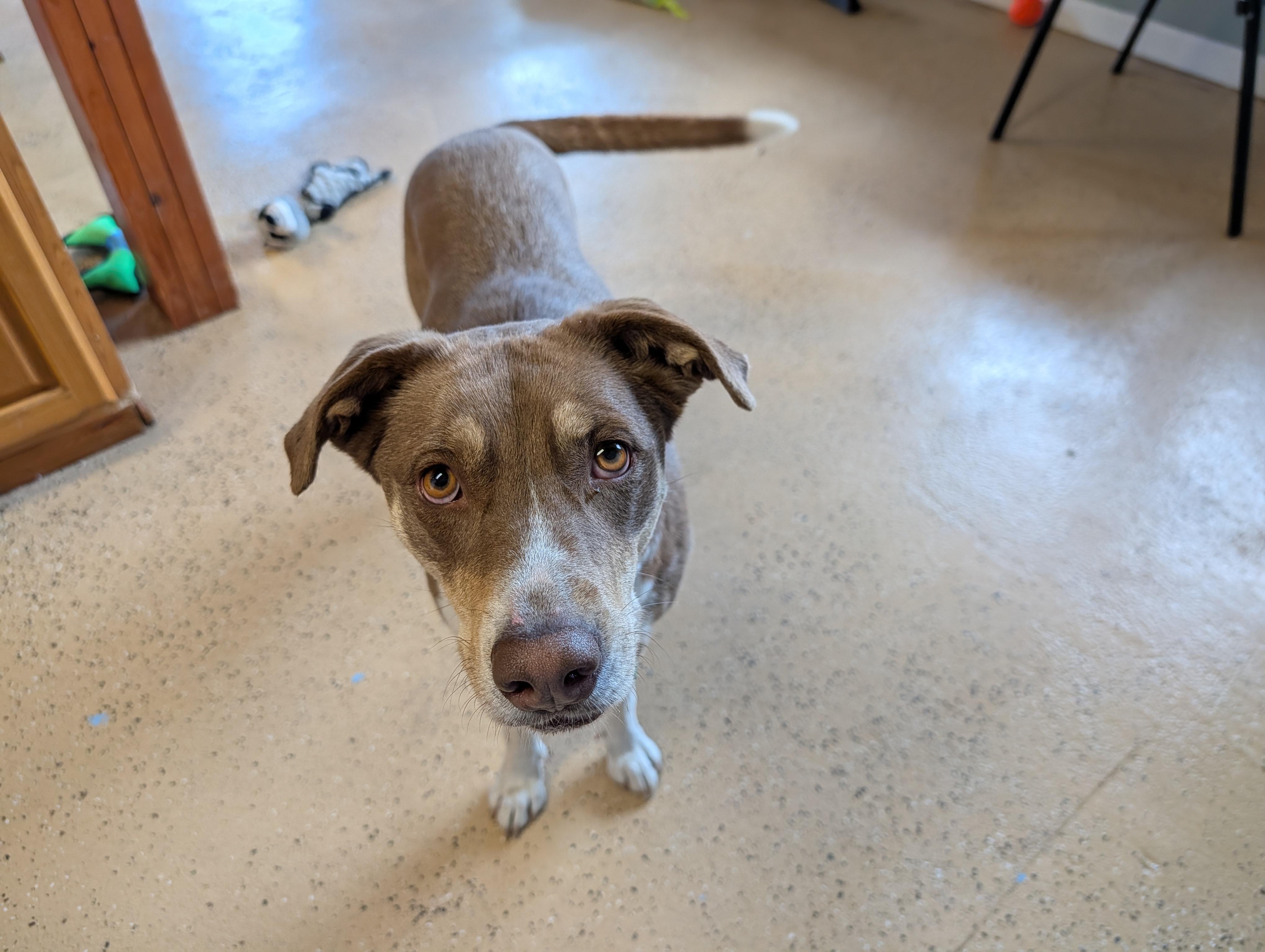 Enlarge Coccoa, a ADOPTABLE mixed breed in ONeill, NE image 3/3