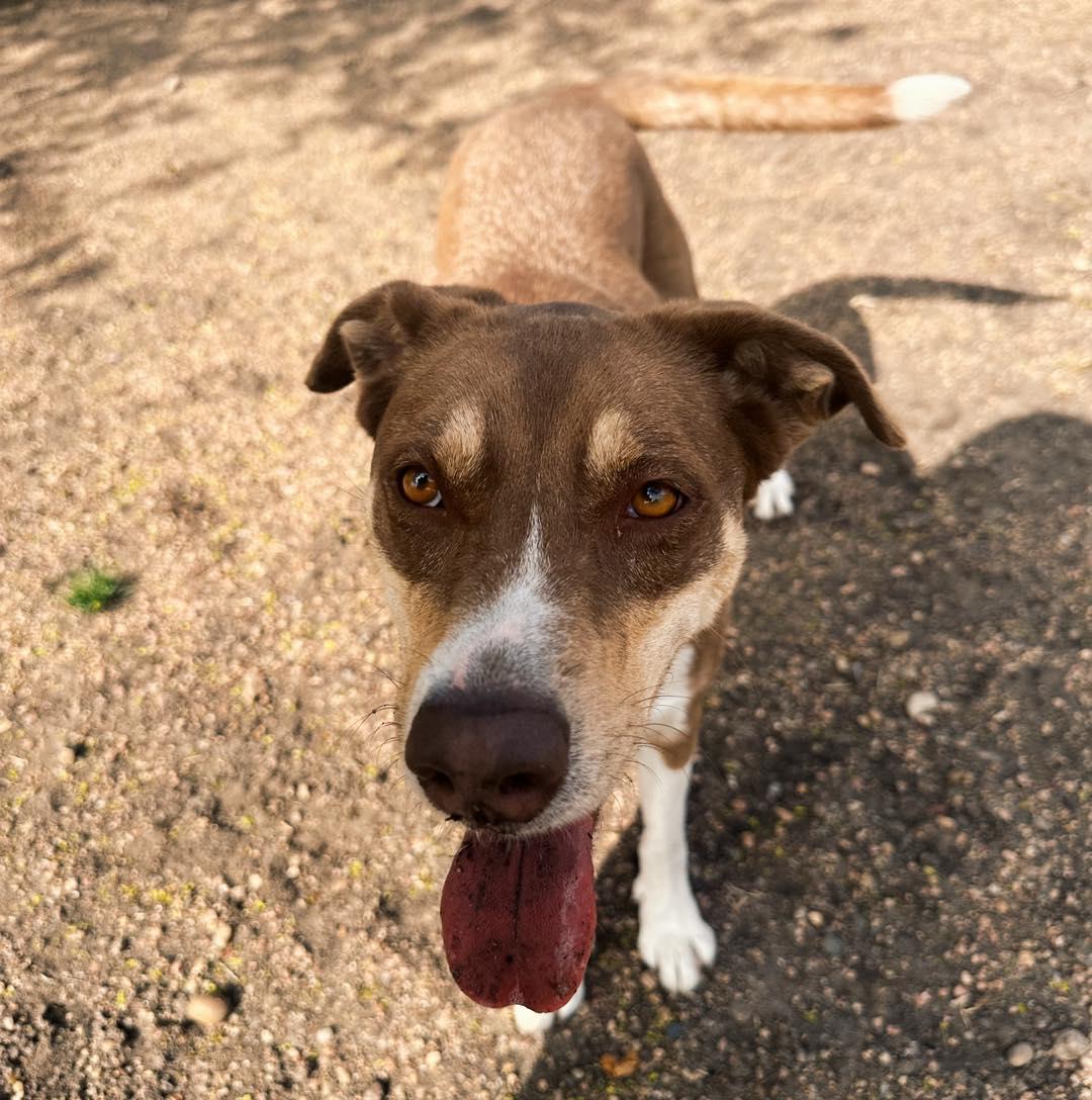 Coco, ADOPTABLE, Young Female Chocolate Labrador Retriever.