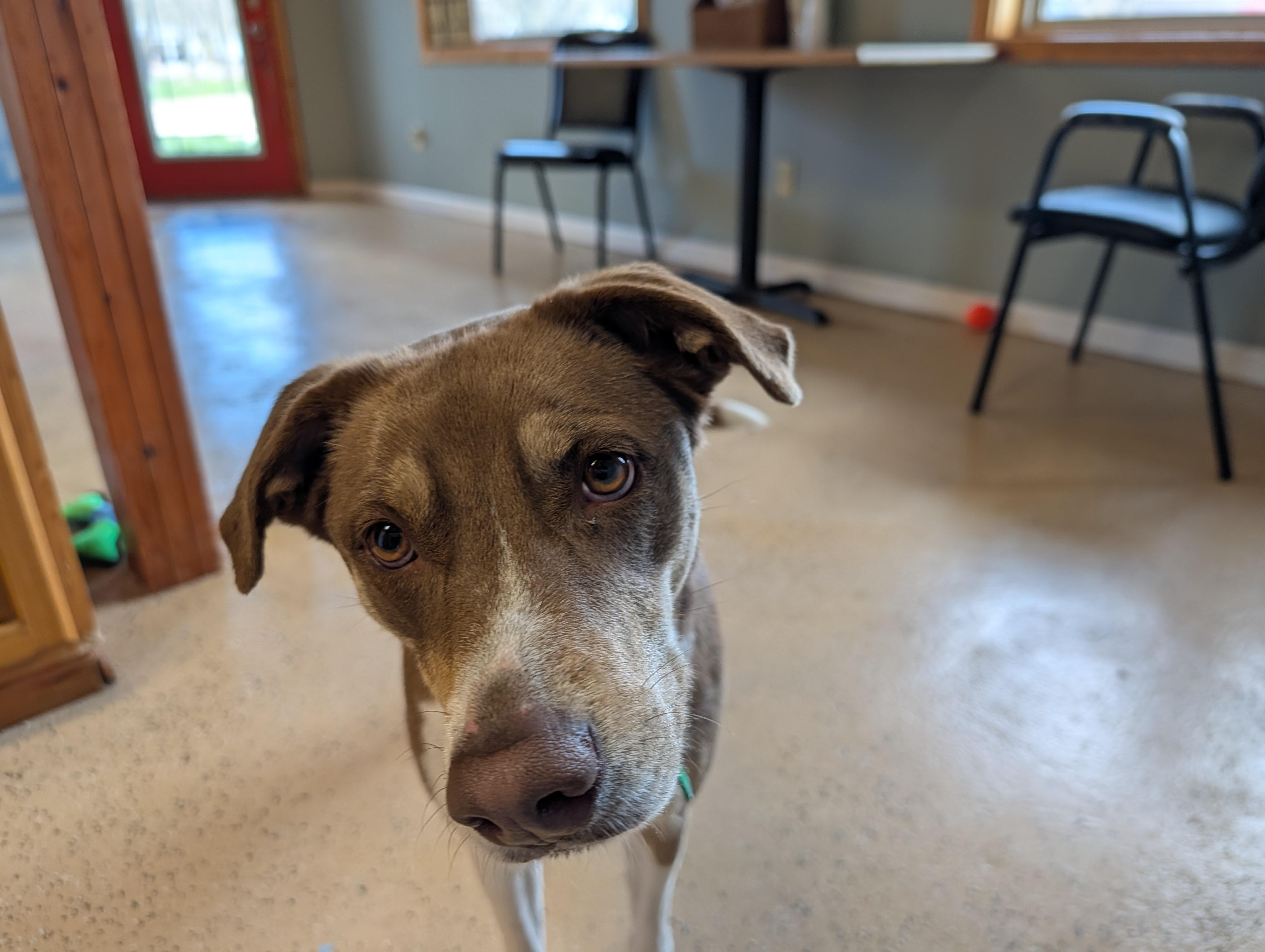 Enlarge Coccoa, a ADOPTABLE mixed breed in ONeill, NE image 1/3