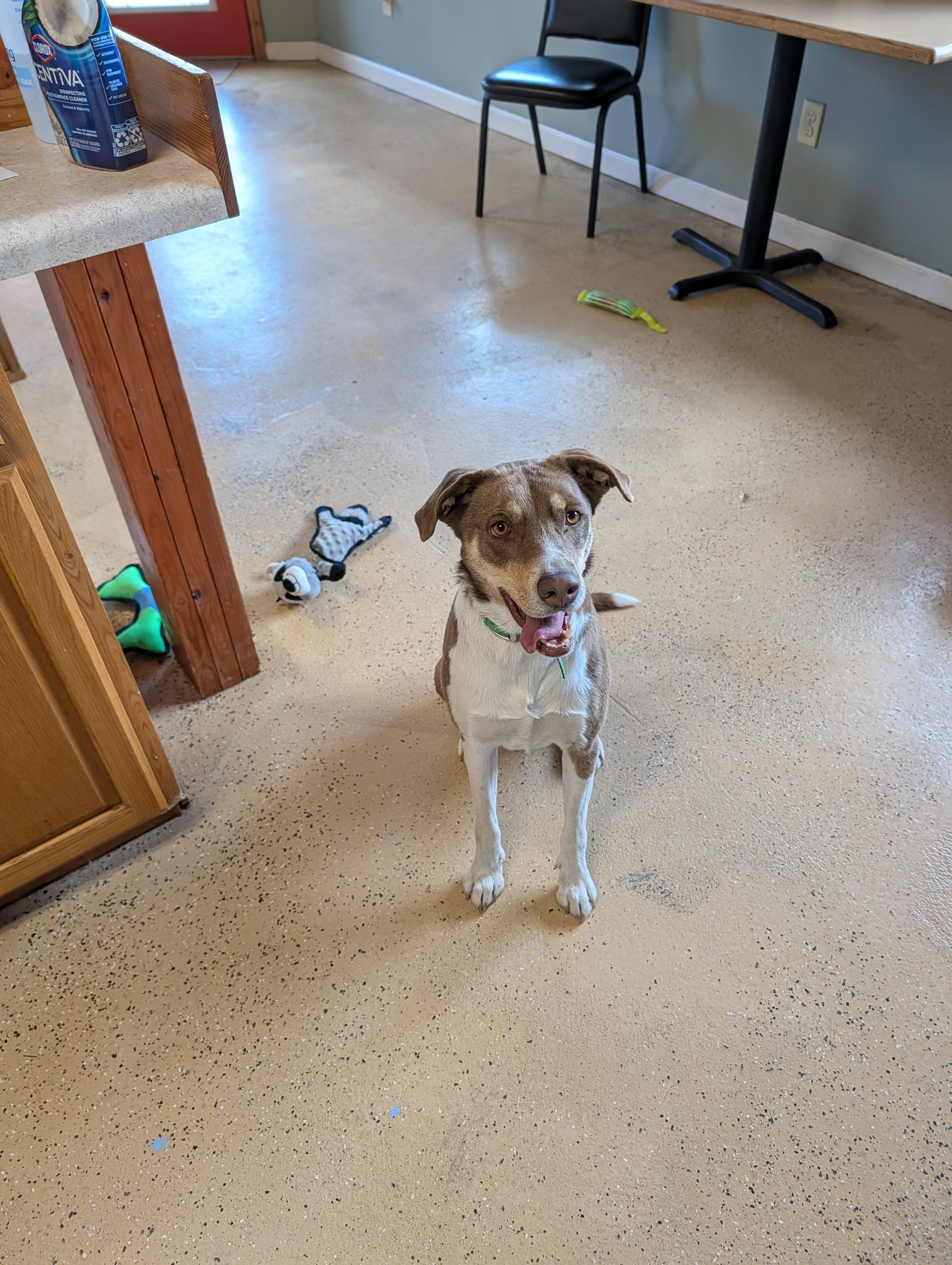 Enlarge Coccoa, a ADOPTABLE mixed breed in ONeill, NE image 2/3